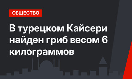 В турецком Кайсери найден гриб весом 6 килограммов