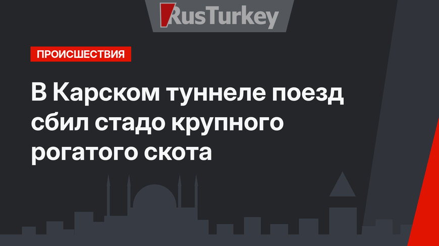 В Карском туннеле  поезд сбил  стадо крупного рогатого скота