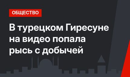 В турецком Гиресуне на видео попала рысь с добычей
