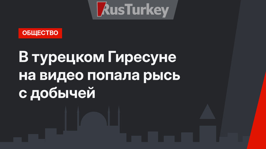 В турецком Гиресуне на видео попала рысь с добычей