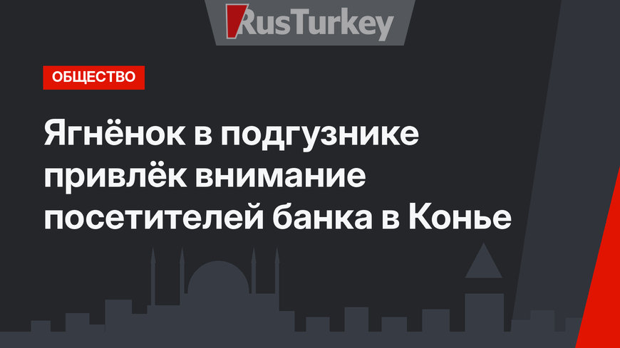 Ягнёнок в подгузнике привлёк внимание посетителей банка в Конье