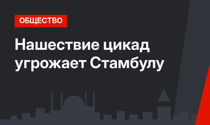 Нашествие цикад угрожает Стамбулу