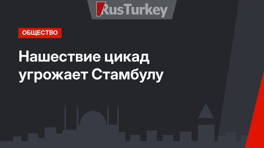 Нашествие цикад угрожает Стамбулу