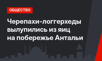 Черепахи-логгерхеды вылупились из яиц на побережье Антальи 