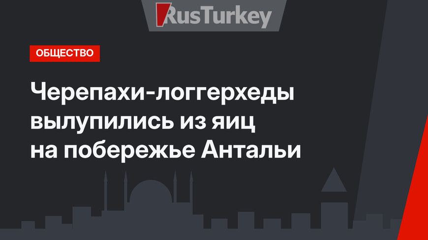 Черепахи-логгерхеды вылупились из яиц на побережье Антальи 