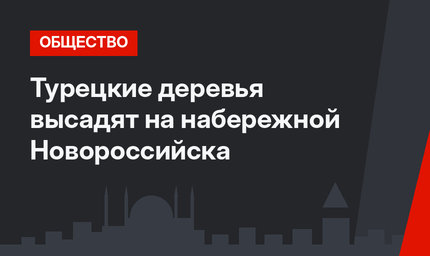 Турецкие деревья высадят на набережной Новороссийска