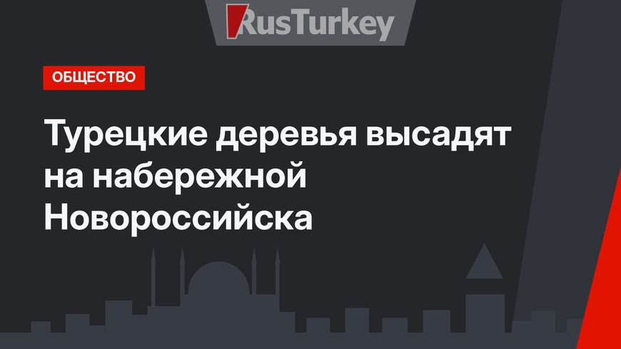 Турецкие деревья высадят на набережной Новороссийска