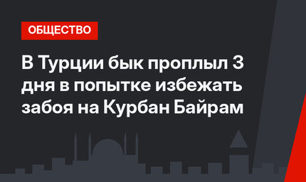 В Турции бык проплыл 3 дня в попытке избежать забоя на Курбан Байрам