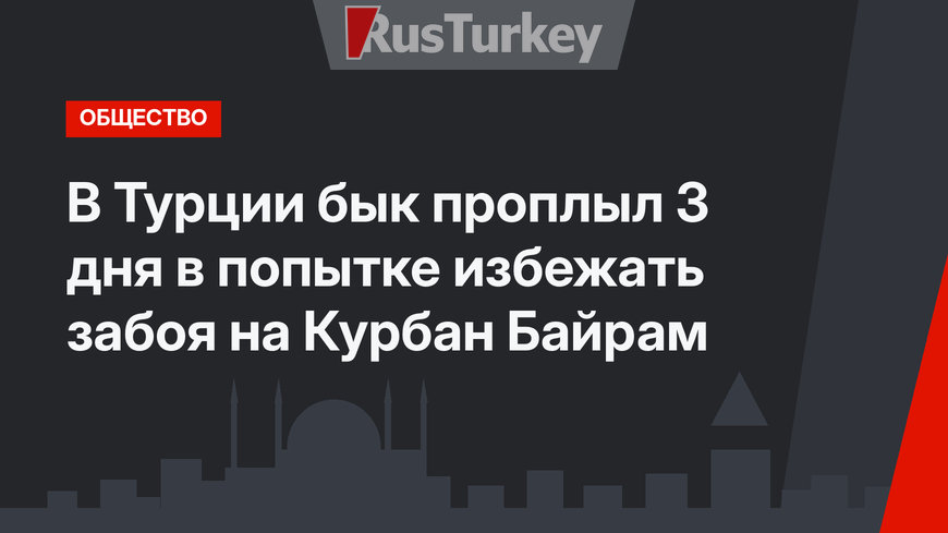 В Турции бык проплыл 3 дня в попытке избежать забоя на Курбан Байрам