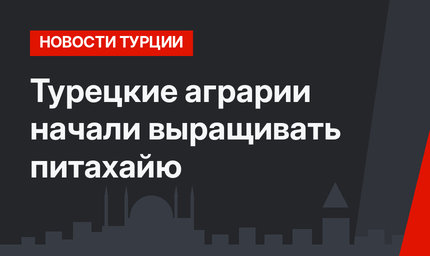 Турецкие аграрии начали выращивать питахайю