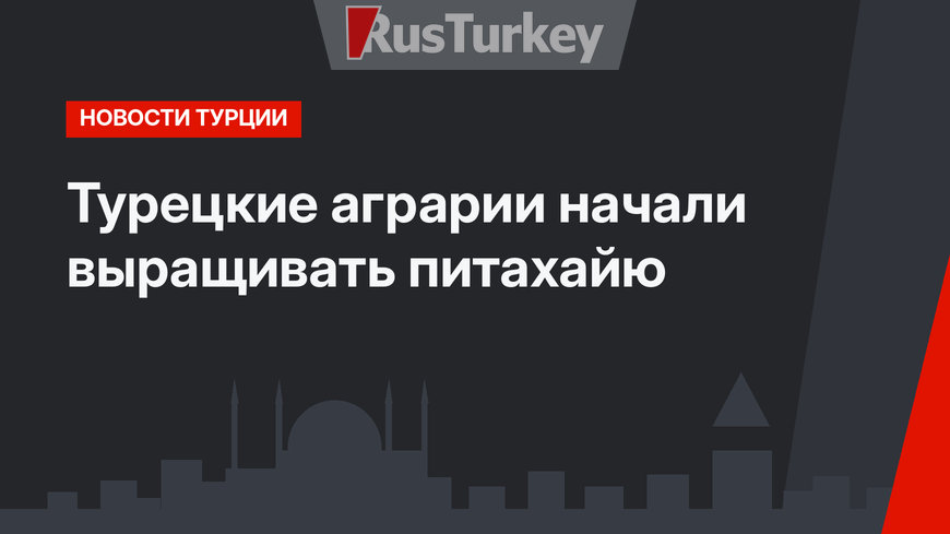 Турецкие аграрии начали выращивать питахайю