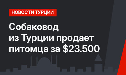 Собаковод из Турции продает питомца за $23.500