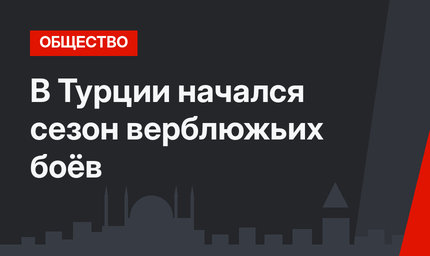 В Турции начался сезон верблюжьих боёв