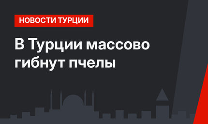 В Турции массово гибнут пчелы
