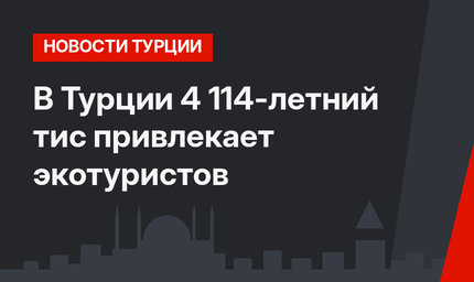 В Турции 4 114-летний тис привлекает экотуристов