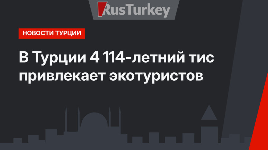 В Турции 4 114-летний тис привлекает экотуристов