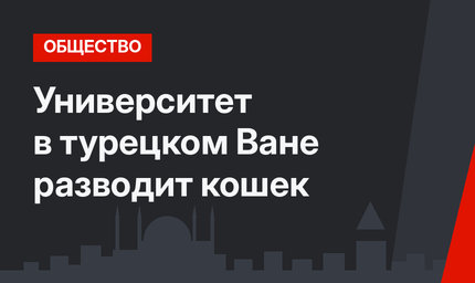 Университет в турецком Ване разводит кошек