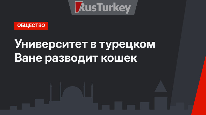 Университет в турецком Ване разводит кошек