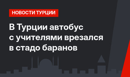 В Турции автобус с учителями врезался в стадо баранов 