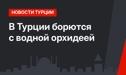 В Турции борются с водной орхидеей