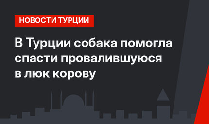 В Турции собака помогла спасти провалившуюся в люк корову