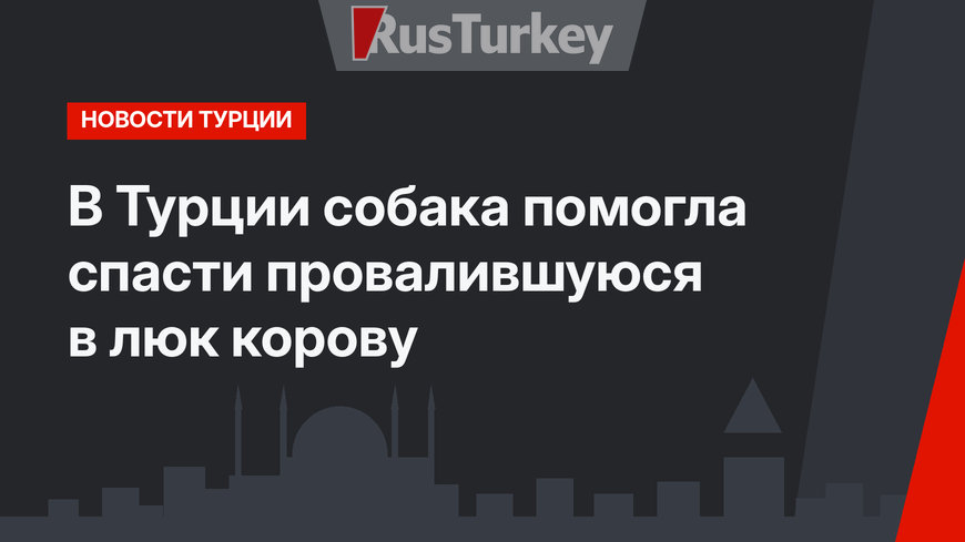 В Турции собака помогла спасти провалившуюся в люк корову