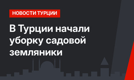 В Турции начали уборку садовой земляники