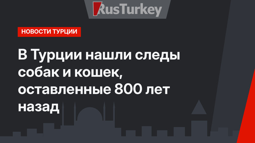 В Турции нашли следы собак и кошек, оставленные 800 лет назад