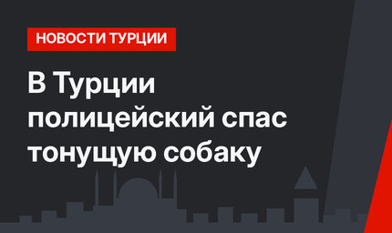 В Турции полицейский спас тонущую собаку 