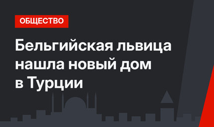 Бельгийская львица нашла новый дом в Турции