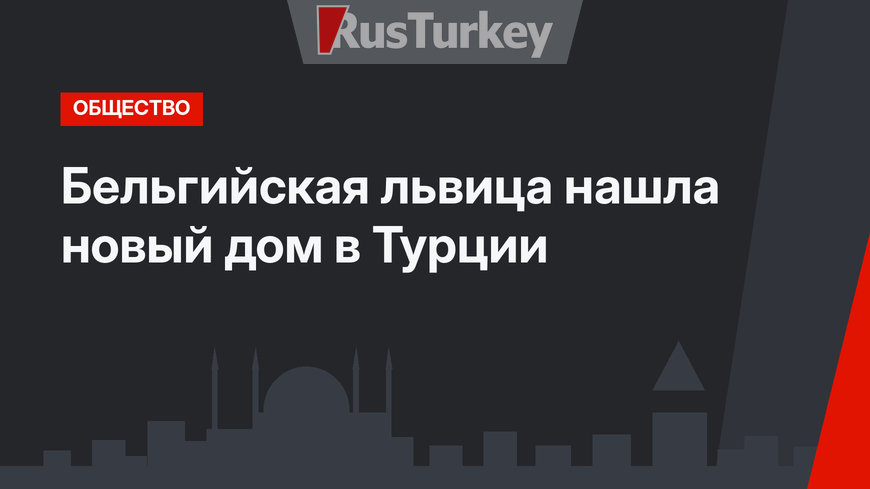 Бельгийская львица нашла новый дом в Турции