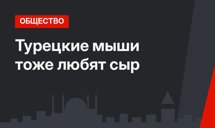 Турецкие мыши тоже любят сыр