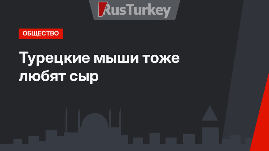 Турецкие мыши тоже любят сыр