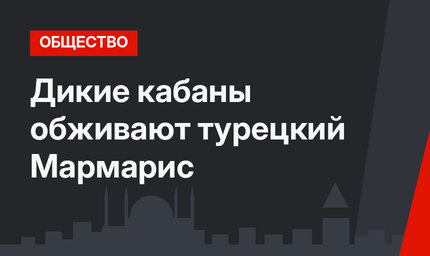 Дикие кабаны обживают турецкий Мармарис