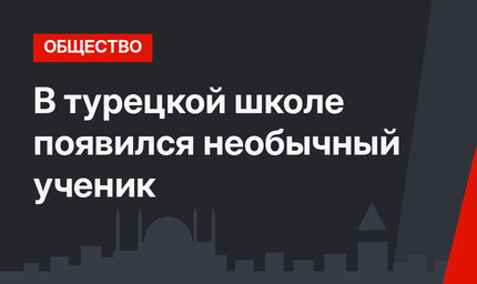 В турецкой школе появился необычный ученик