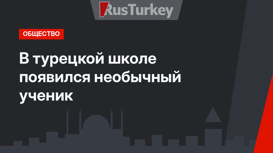 В турецкой школе появился необычный ученик