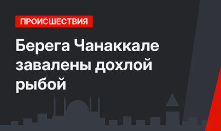 Берега Чанаккале завалены дохлой рыбой
