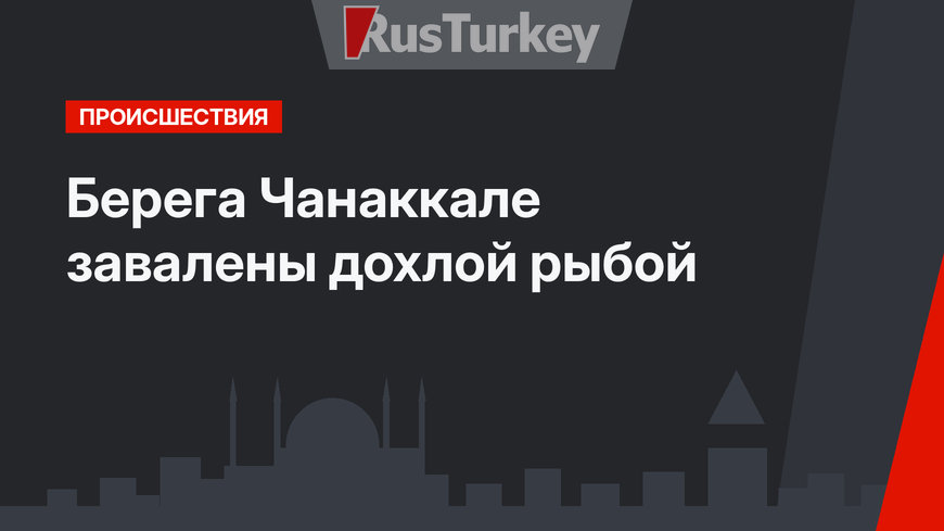 Берега Чанаккале завалены дохлой рыбой