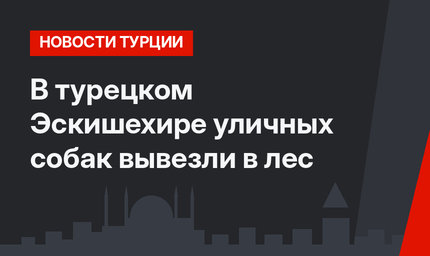 В турецком Эскишехире уличных собак вывезли в лес
