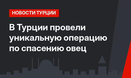 В Турции провели уникальную операцию по спасению овец