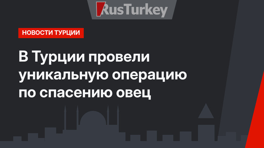 В Турции провели уникальную операцию по спасению овец