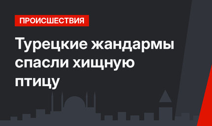 Турецкие жандармы спасли хищную птицу