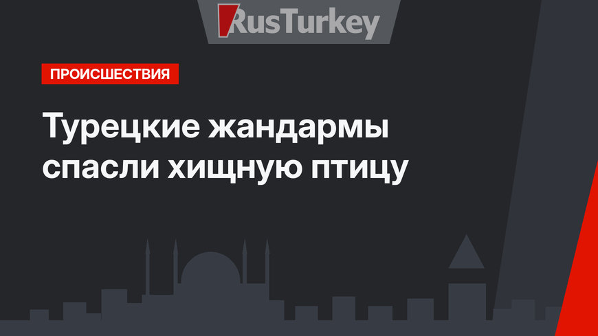 Турецкие жандармы спасли хищную птицу