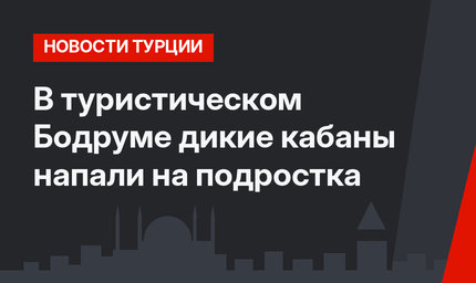 В туристическом Бодруме дикие кабаны напали на подростка