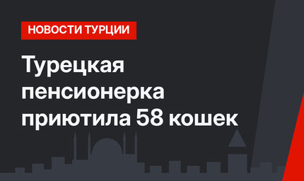 Турецкая пенсионерка приютила 58 кошек