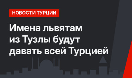 Имена львятам из Тузлы будут давать всей Турцией