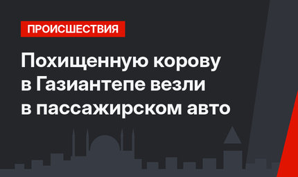 Похищенную корову в Газиантепе везли в пассажирском авто