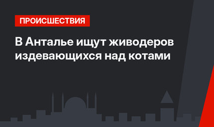  В Анталье ищут живодеров издевающихся над котами