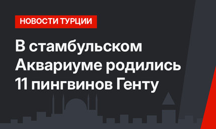 В стамбульском Аквариуме родились 11 пингвинов Генту