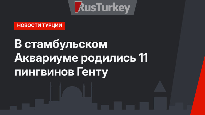 В стамбульском Аквариуме родились 11 пингвинов Генту